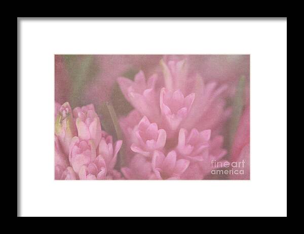 Pink Framed Print featuring the digital art Gentle Pink Dreams by Jayne Carney