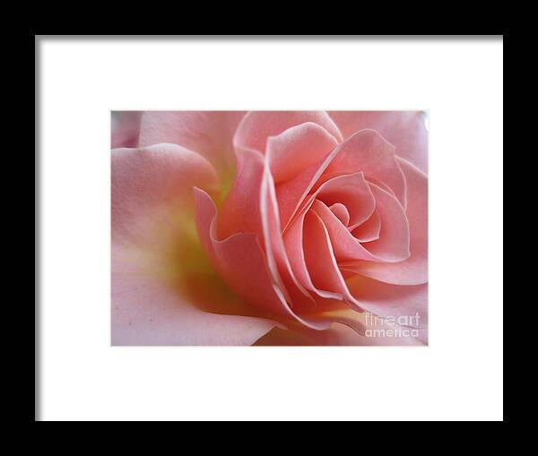 Floral Framed Print featuring the photograph Gentle Pink Rose by Tara Shalton