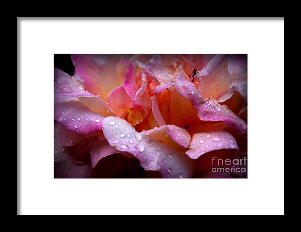 Rose Framed Print featuring the photograph Gentle Silence by Rabiah Seminole