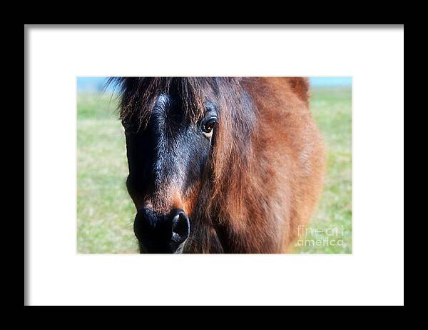Gentle Horse Framed Print featuring the photograph Gentle Spirit by Peggy Franz