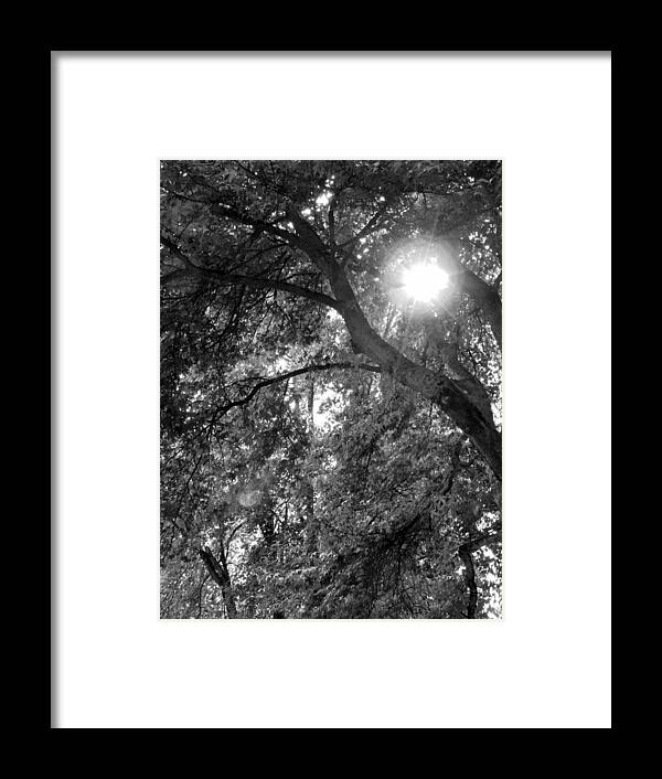 Nature Framed Print featuring the photograph Gently Swept by Light 2 by Charles Lucas