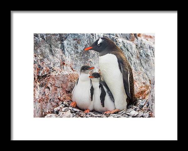 00345581 Framed Print featuring the photograph Gentoo Penguin Family on Booth Isl by Yva Momatiuk and John Eastcott