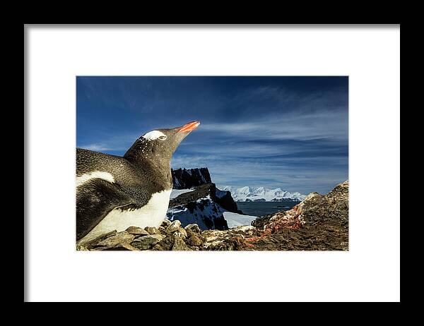 South Shetland Islands Framed Print featuring the photograph Gentoo Penguin Portrait, Antarctica by Paul Souders