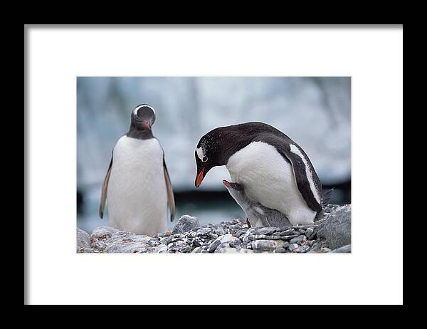 Feb0514 Framed Print featuring the photograph Gentoo Penguin With Chick Begging by Konrad Wothe