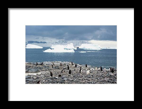 Iceberg Framed Print featuring the photograph Gentoo Penguins Pygoscelis Papua by Jim Julien / Design Pics