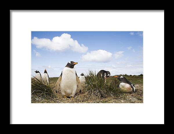 Flpa Framed Print featuring the photograph Gentoo Penguins Sea Lion Isl Falklands by Dickie Duckett