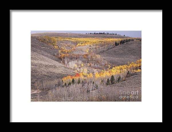 Aspens Framed Print featuring the photograph Geometric Autumn Patterns in the Rockies by Kate Purdy