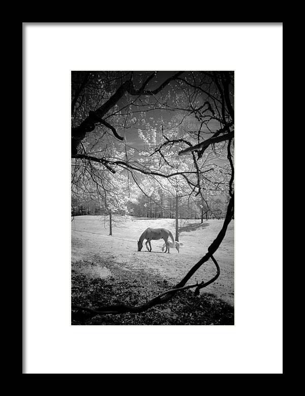Horse Framed Print featuring the photograph Georgia Horses by Bradley R Youngberg