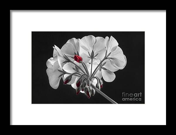 'red Geranium' Framed Print featuring the photograph Geranium Flower In Progress by James BO Insogna
