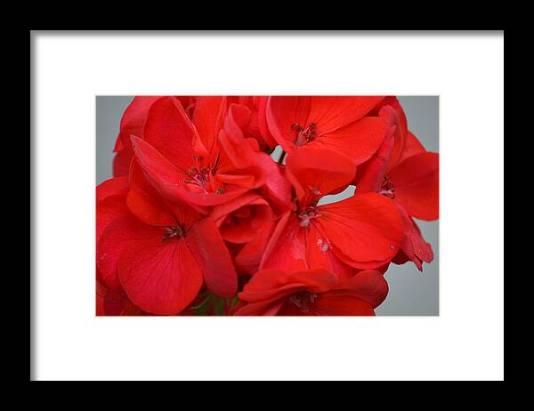 Geranium Red Framed Print featuring the photograph Geranium Red by Maria Urso