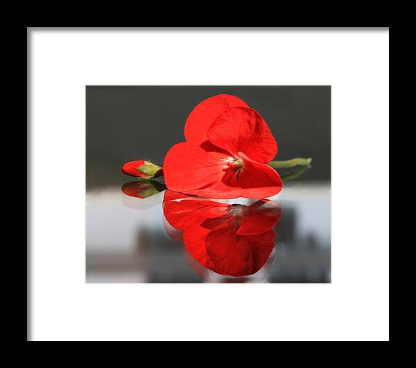 Red Flower Framed Print featuring the photograph Geranium Reflections 2 by Andrea Lazar