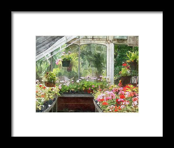 Greenhouse Framed Print featuring the photograph Geraniums in Greenhouse by Susan Savad
