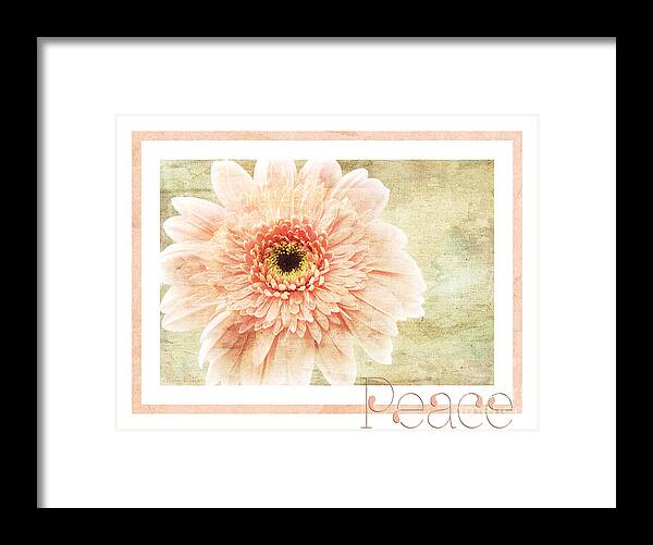 Gerber Framed Print featuring the photograph Gerber Daisy Peace 1 by Andee Design