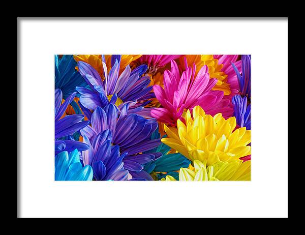 Background Framed Print featuring the photograph Gerber Flowers by Peter Lakomy