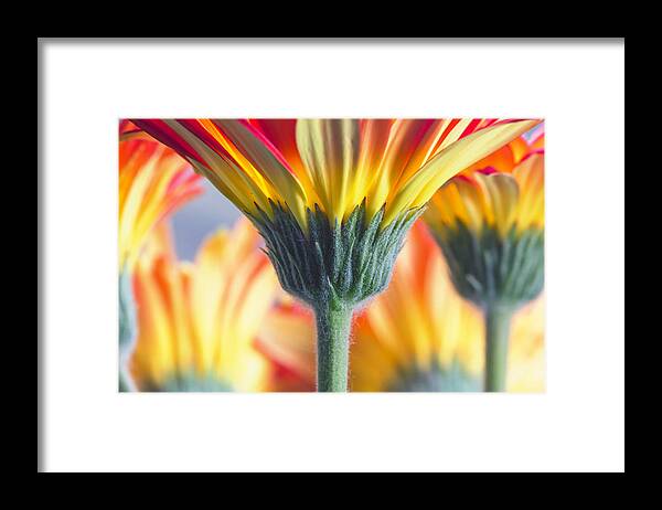 Flowers Framed Print featuring the photograph Gerber From The Stem by Bill and Linda Tiepelman