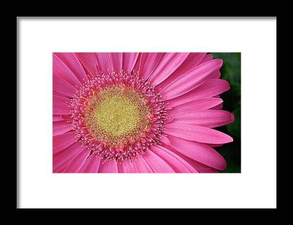 Daisy Framed Print featuring the photograph Gerbera Daisy 2 by Vickie Szumigala
