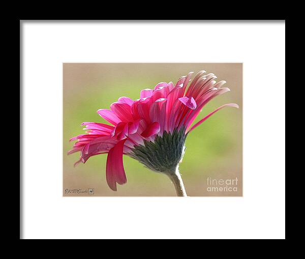 Mccombie Framed Print featuring the painting Gerbera Daisy named Raspberry Picobello by J McCombie