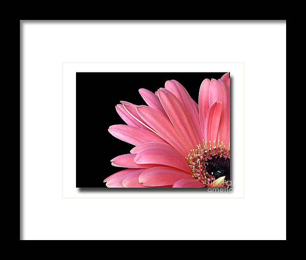 One Black Framed Print featuring the photograph Gerbera Encore by Chris Anderson