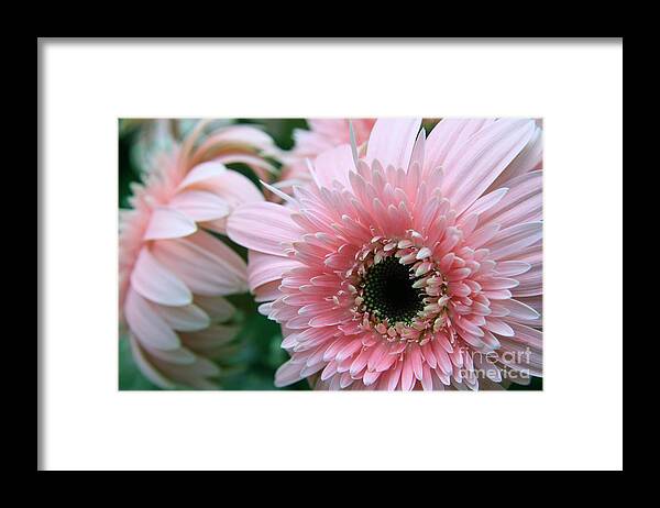 Floral Framed Print featuring the photograph Gerbera Explosion by Mary Lou Chmura