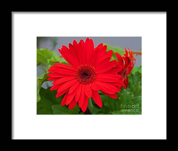 Flowers Framed Print featuring the photograph Gerbera Love by George D Gordon III