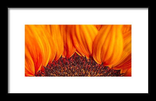 3scape Framed Print featuring the photograph Gerbera on Fire by Adam Romanowicz