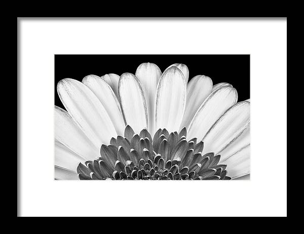 3scape Photos Framed Print featuring the photograph Gerbera Rising by Adam Romanowicz