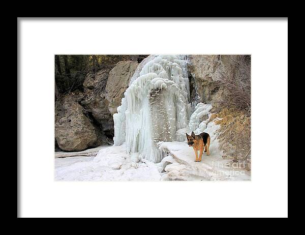 German Shepherd Framed Print featuring the photograph German Shepherd at Falls by Roland Stanke