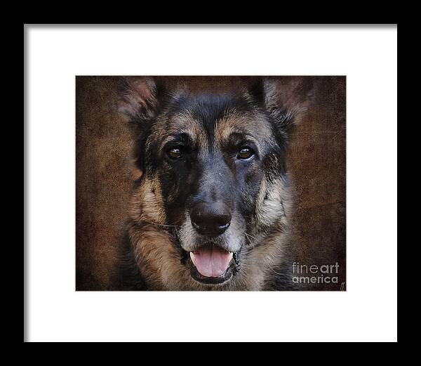Animal Framed Print featuring the photograph German Shepherd Dog by Jai Johnson