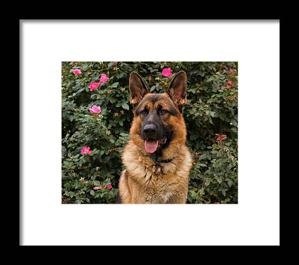 Dog Framed Print featuring the photograph German Shepherd Dog by Sandy Keeton