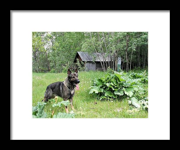 German Shepherd Framed Print featuring the photograph German Shepherd in the patch by Roland Stanke