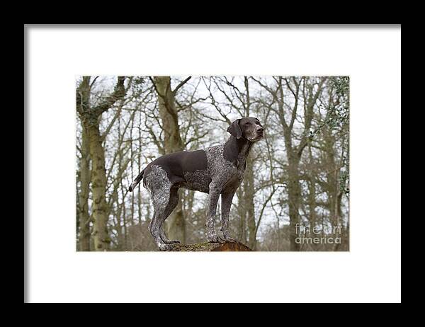 Dog Framed Print featuring the photograph German Short-haired Pointer by John Daniels