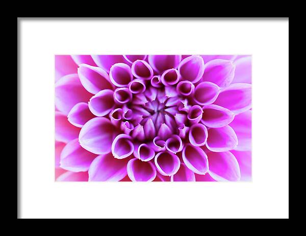 Outdoors Framed Print featuring the photograph Germany, Dahlia Flower, Close Up by Westend61