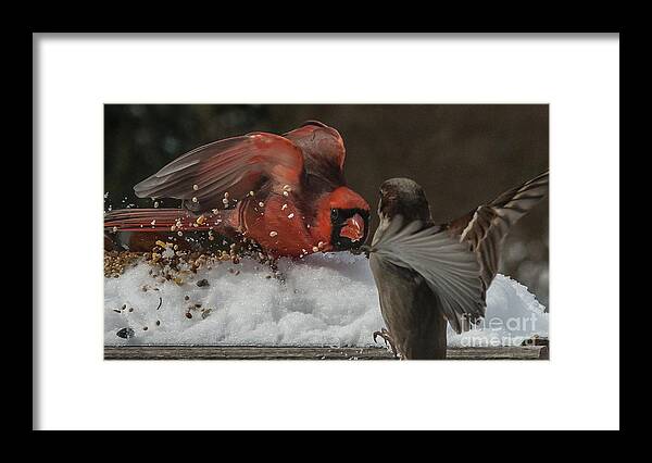 2014 Framed Print featuring the photograph Get Off My Feeder by Jim Moore