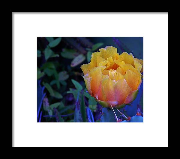 Get To The Point Framed Print featuring the photograph Get To The Point by Warren Thompson