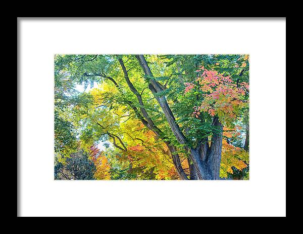 Autumn Framed Print featuring the photograph Getting Lost in the Colorful Autumn Trees by James BO Insogna