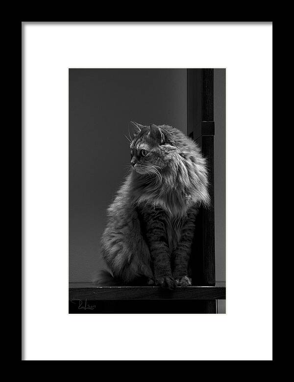 Cat Framed Print featuring the photograph Ghiga posing in Black and White by Raffaella Lunelli