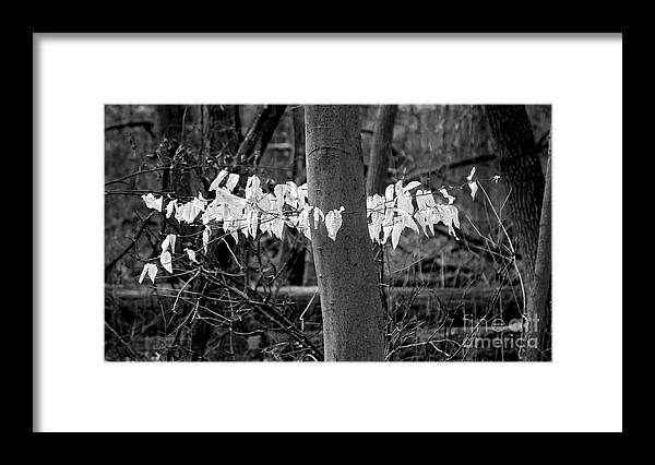 Arboretum Framed Print featuring the photograph ghost leaves 1, UW Arboretum by Steven Ralser