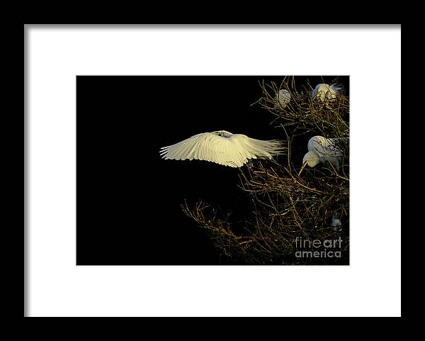 Flying Birds Framed Print featuring the photograph Ghost by Stuart Harrison