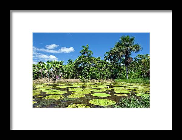 Giant Amazon Water Framed Print featuring the photograph Giant Amazon Water Lily by Tony Camacho/science Photo Library