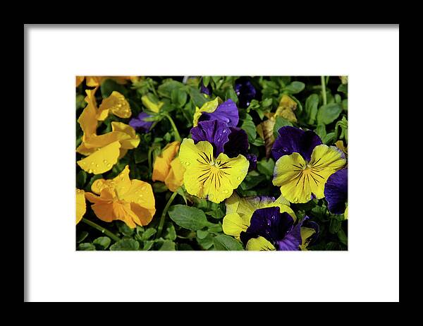 Giant Garden Pansies Framed Print featuring the photograph Giant Garden Pansies by Ed Riche