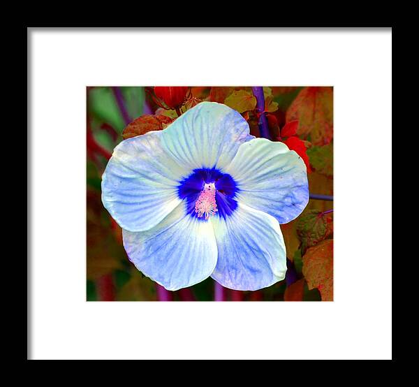Hibiscus Framed Print featuring the photograph Giant Hibiscus by Deena Stoddard