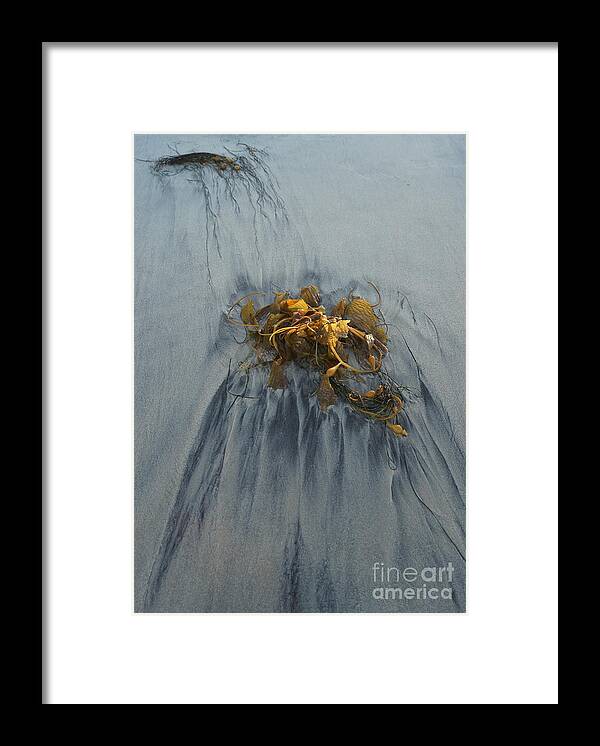 Kelp Framed Print featuring the photograph Giant Kelp on the Beach by Kerri Mortenson