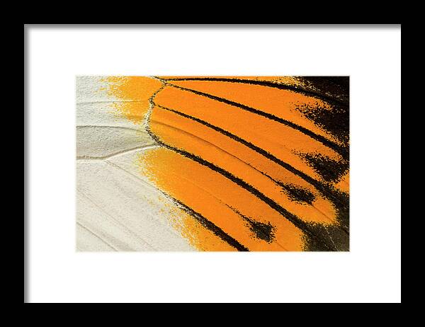 Insect Framed Print featuring the photograph Giant Orange-tip Butterfly Wing Markings by Nigel Downer