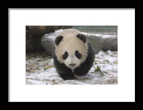 Feb0514 Framed Print featuring the photograph Giant Panda Cub Approaching Wolong China by Katherine Feng