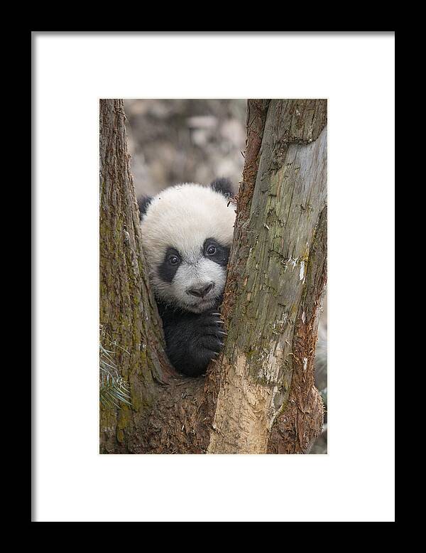 Katherine Feng Framed Print featuring the photograph Giant Panda Cub Bifengxia Panda Base by Katherine Feng