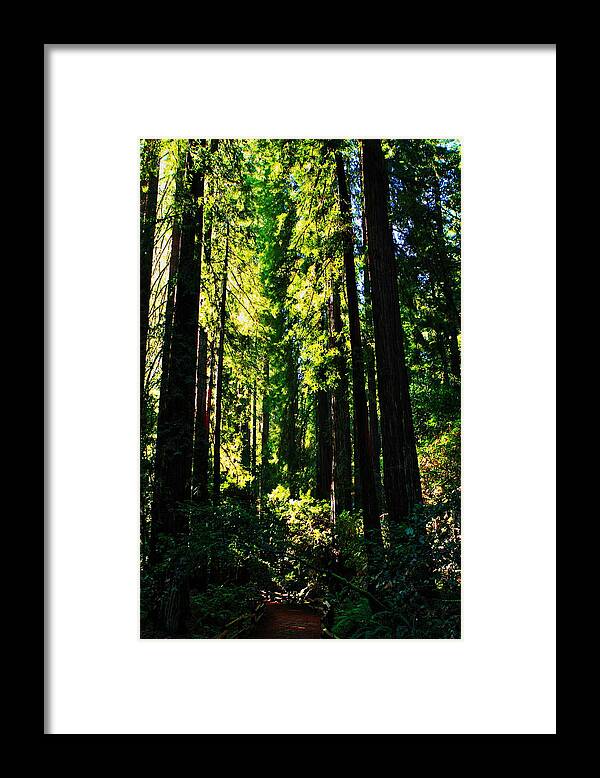 Usa Framed Print featuring the photograph Giant Redwood Forest by Aidan Moran