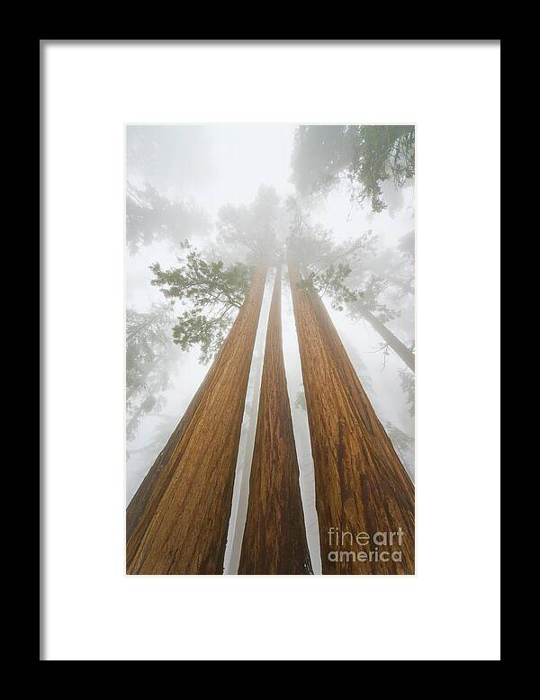 00431220 Framed Print featuring the photograph Giant Sequoias In the Fog by Yva Momatiuk John Eastcott