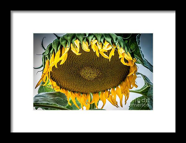 Sun Flower Framed Print featuring the photograph Giant Sun Flower by Ronald Grogan