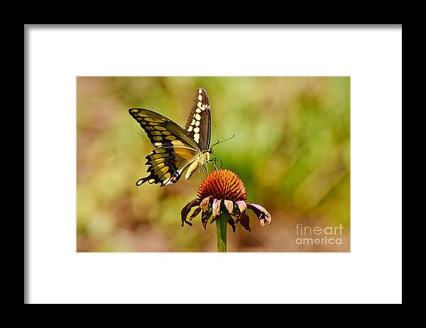 Butterfly Framed Print featuring the photograph Giant Swallowtail Butterfly by Kathy Baccari