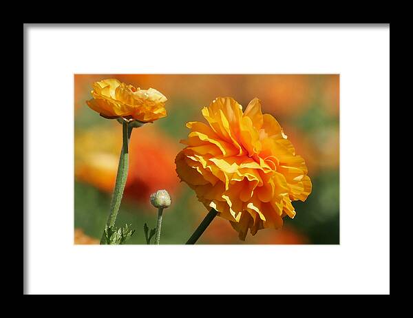 Field Framed Print featuring the photograph Giant Tecolote Ranunculus - Carlsbad Flower Fields CA by Alexandra Till